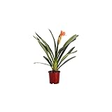 Clivia Natural Planta Conocida como Lirio de Bosque por sus Bellas Flores