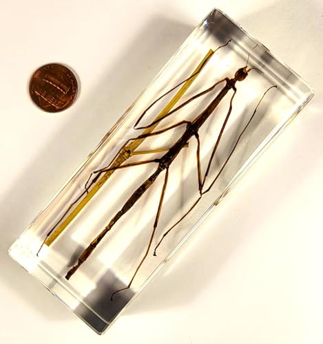Image of 4.3 inch Real Stick Insect Phasmatodea Bug in Crystal Clear Lucite Resin Specimen Paperweight Preserved Various Animal Insect Bug Taxidermy Collection for Biology Science Education & Desk Ornament Display