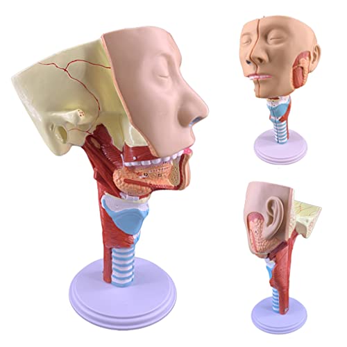 HEYBEC Ensino médico modelo de garganta laringe traqueia modelo de anatomia do músculo faríngeo modelo de boca, nariz e nariz nasal modelo de cabeça de anatomia do músculo da língua modelo natural