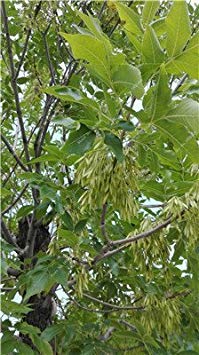 Semillas de Fraxinus Chinensis, fresno embellecedor, árbol de hoja caduca, bonsái, arbusto Bai La Shu, semillas para huertos caseros, purificador de aire, paquete de 1000 semillas