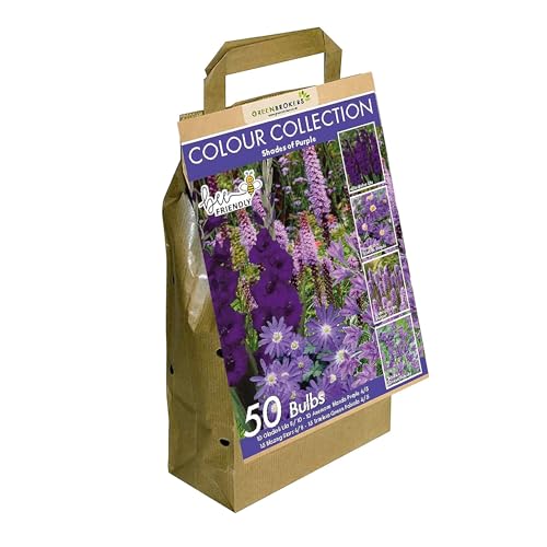 GreenBrokers Colour Collection Summer Flowering Bulbs Purple, Mixed Varieties (Pack of 50) Bee & Butterfly Friendly