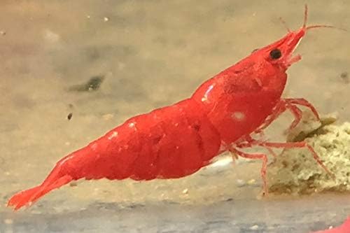 SHRIMPBROCO Shirmpbroco 1 Painted Fire Red Cherry Shrimp Live Freshwater Aquarium Shrimp .75 in-1 in