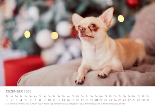Edition Seidel Premium Kalender Chihuahua 2026 Format DIN A4 Wandkalender Hundekalender Hund Welpe Hunderasse Haustier