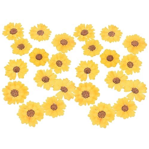 Flores secas prensadas Margarita 24 piezas para manualidades miniatura 1