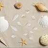 Approx 700pcs Small White Clam Cay Seashells Natural Tiny Sea Shell Mini Spiral Conch Shells Crafts Charm Accessories for DIY Fish Tank Vase Fillers Home Beach Party Decorations #5