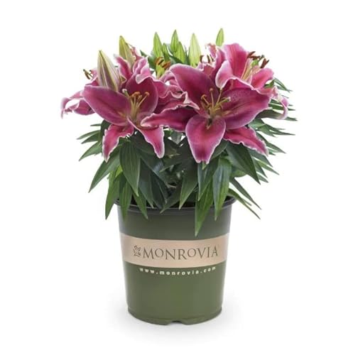 Lirio Natural o Lilium Planta Fácil de Cuidar