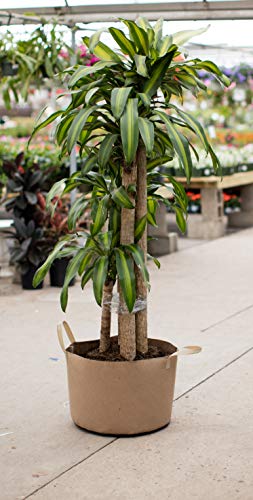 Smart Pots 20-Gallon Smart Pot Soft-Sided Container, Tan with Strap handles