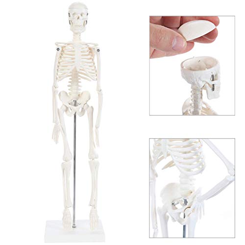 Anatomy Lab Micro Human Skeleton Model, 19" Mini Skeleton Has Movable Arms