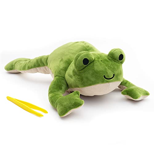 Image of KiwiCo Froggie Lab Dissection Plush Toy | 5-Piece Organ Anatomy Learning Activity | Interactive Biology STEM Stuffed Animal for Kids Ages 3+ - Art & Science Gift