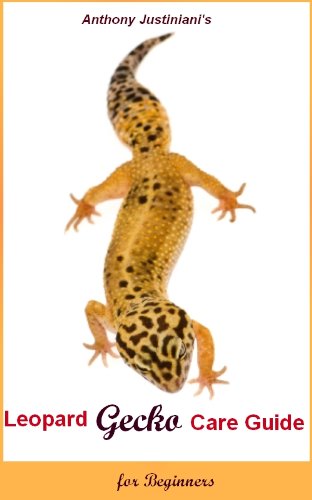 Leopard Gecko Care Guide For Beginners