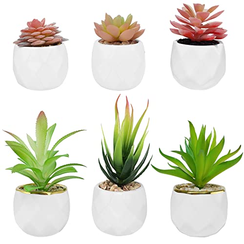 Shoppez nos plantes succulentes roses - Décoration élégante pour la maison et le bureau