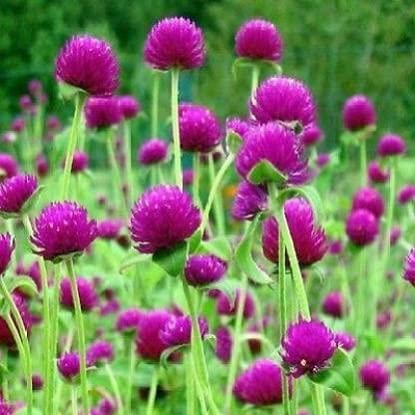 Gomphrena Purple Flower Seeds (30 Seeds Pack) Fragrant Flowering Plants Seeds for Home Gardening | Natural and Real Planting Seeds for Indoor Home Decor | Summer Flowering Seeds for Lawn (B0BZDPQYMN) Amazon Price History, Amazon Price Tracker