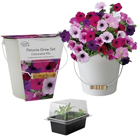 Pronto Seed Petunia Flower Growing Kit Cover
