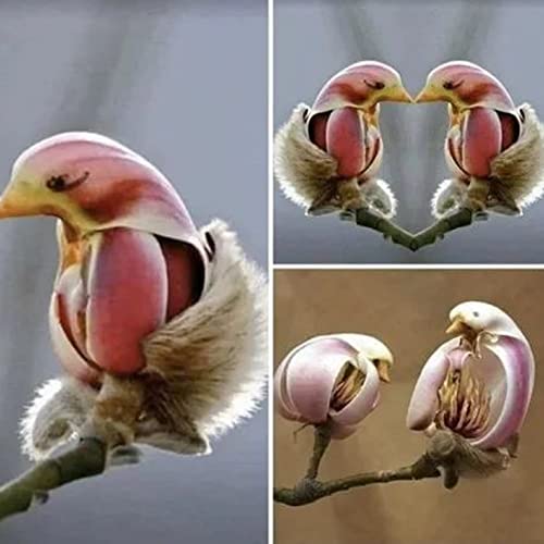 Chuxay Garden 5 Seeds Pink Magnolia Liliiflora,Mulan Magnolia,Purple Magnolia,Lily Magnolia,Tulip Magnolia,Woody-Orchid Small Tree Ornamental Hybrid Deciduous Shrub Great For Garden #TOP4