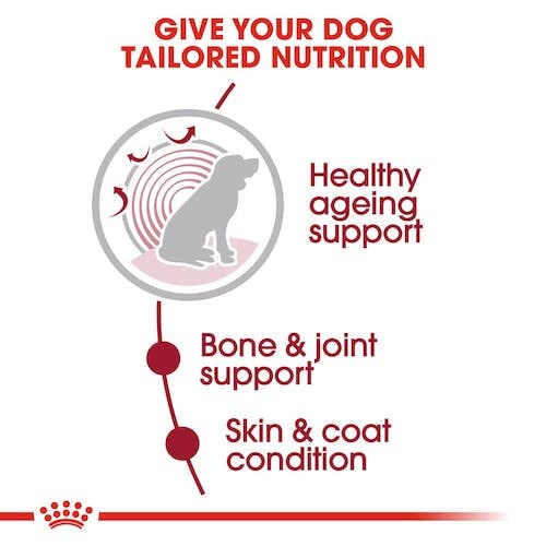 Royal Canin Medium Ageing | 10 x 140 g | Alleinfuttermittel für mittelgroße ältere Hunde | Stückchen in Soße