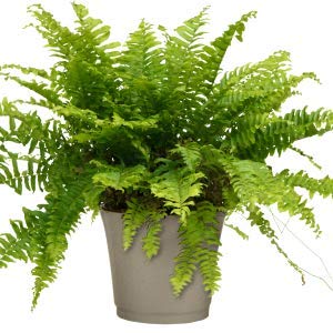 BHAJANLAL GREENERY® -FARN