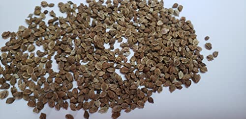 “Salad Burnet” Herb Seeds – Alternative Salad Green and Easy-to-Grow Herb – Harvest in 6 Weeks | Never GMO, Always Heirloom and OP | USA Grown Seeds by Liliana's Garden | - Image 2