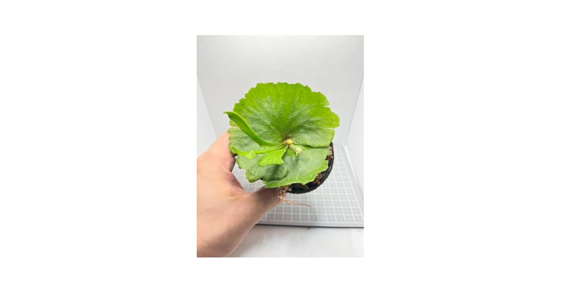 プ*ン様 Mt. Kitshakood Thin&Dwarf ビカクシダ P Mt kitshakood thin frond sporeling③ @bikamori com