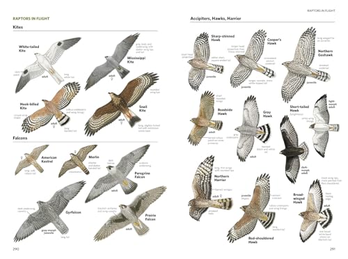 National Geographic Field Guide to the Birds of North America, 7th Edition - Image 6