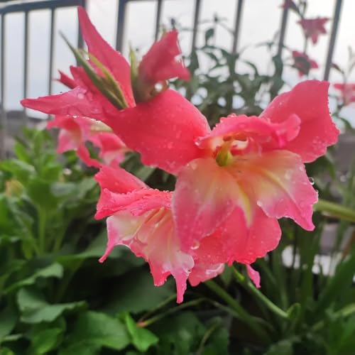 15zwiebelngladiolen topfpflanzen draußen winterhart gladiolus blumenzwiebeln blumenstrauß, balkonblumen exotische