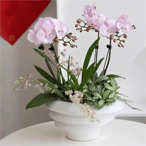 Pot d'orchidée Phalaenopsis blanc pour éviter le flétrissement à la maison - 6