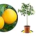 Produktbild Meine Orangerie Meyer-Zitrone Grande - echte Zitruspflanze - veredelter Zitronenbaum - Höhe ca. 100 bis 120 cm - Citrus limon 'meyeri' - Meyer Lemon - fruchtreife Zitronen Pflanze in Gärtnerqualität