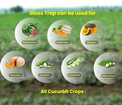 Image of Chipku Glass Trap with Melon Fly Lure for Garden & Farm Use to Control cucurbitae | Effective Pest Control for Melon Fly, Bottle Gourd & All Vegetables - Pack of 10