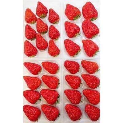 (2026年発送 先行受付)静岡県産いちご「厳選紅ほっぺ」4パック 約1.2kg