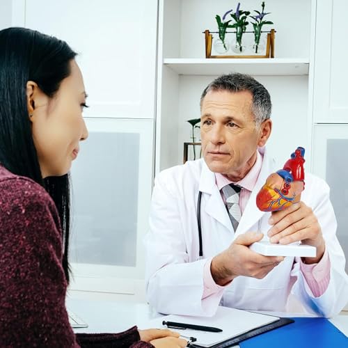 Modèle de cœur AMITD en 2 parties pour réussir vos examens d'anatomie - 7