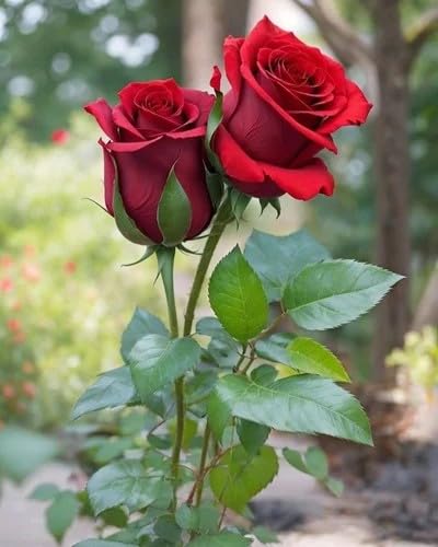 Fresh Red Roses, Natural Cut Flowers for Home Decor | Vibrant Red Blooms, Natural Fresh Cut, Garden Fresh, Decorative Flowers, Outdoor Grown-image-41