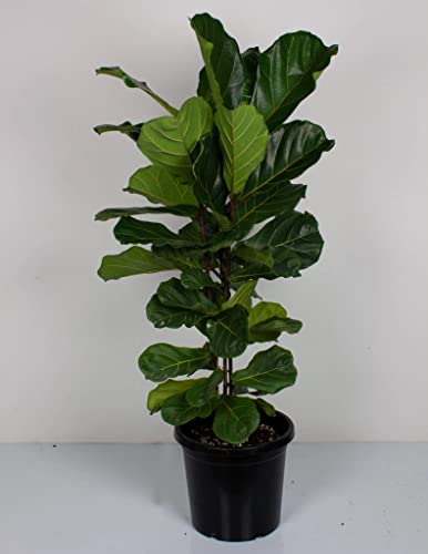 Fertilizante Granulado para Ficus y Plantas de Hojas miniatura 6
