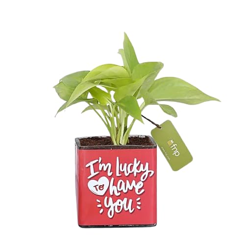 fnp Money Plant In Lucky To Have You Glass Pot Hand Delivery-image-27