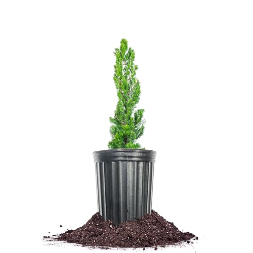 Perfect Plants Torulosa Juniper 1 Gallon | Live Evergreen Shrub for Landscaping | Blue Green Foliage & Vertical Interest