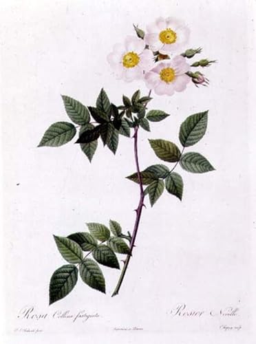 Affiche Rosa Collina Fastigiata par Pierre Redouté reproduction sur toile 60x90cm