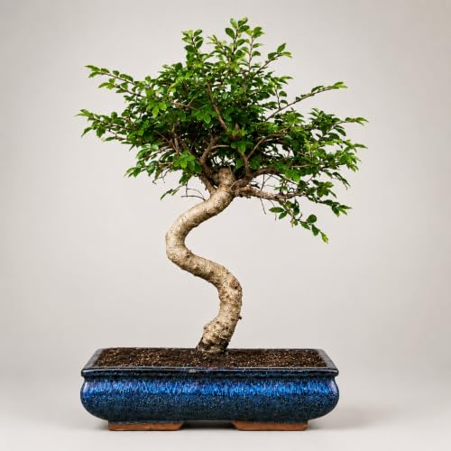 Image of Abana Homes Chinese Elm Bonsai Live Plant - 9-Year-Old Mature Indoor Bonsai Tree in Ceramic Pot, 40 cm | Fine-Leaf Semi-Evergreen Bonsai for Home & Office Decor | Low-Maintenance Plant Gift