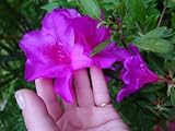 京都北山産ツツジ小苗2株華やか上品マゼンダクのお花