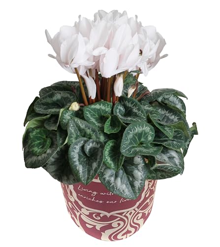 Ԃ̃Mtg VN Mtg v[g  A  a 5  Ε Ε