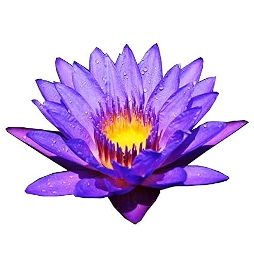Amazon.com : (Nymphaea Emerald Blue) Tropical Water Lily
