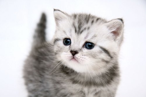 Cute Kitten Cat Art Print on Canvas,Wall Decor Poster 24x36 inches