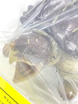 ワニガメ フィギュア BIG ソフビ フィギュア リアル ワニガメ (約26cm) : おもちゃの