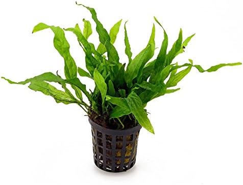 Aquarium Plants Factory - Java Fern Potted Live Aquatic Plants Water Decoration