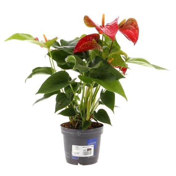 Anthurium Red Houseplant - 12cm Pot (Live Plants)