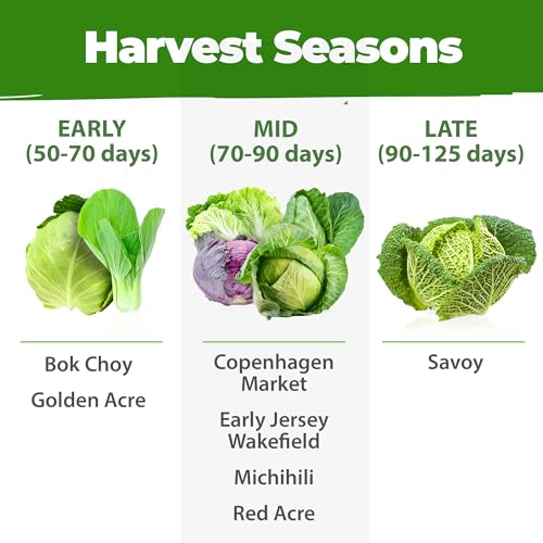 Image of HOME GROWN Cabbage Seeds 7 Variety Mix 2000+ Heirloom Non-GMO, High Germination, Bok Choy, Red & Green Acre, Savoy, Napa Michihili, Copenhagen Market, Jersey Wakefield, Cold Hardy