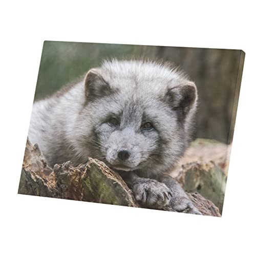 Tableau décoratif toile imprimée bébé renard arctique grand format poster animaux 82x60