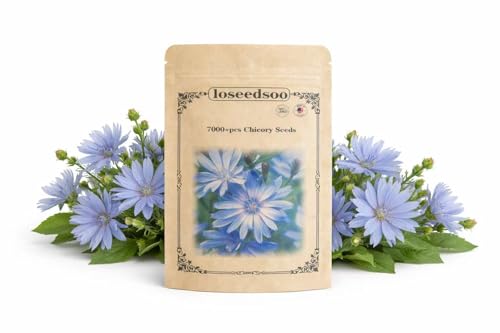Loseedsoo 7000+ Chicory Seeds for Planting Blue Wildflower Perennial Seeds Hardy Cichorium Intybus for Garden & Meadow Attracts Pollinator