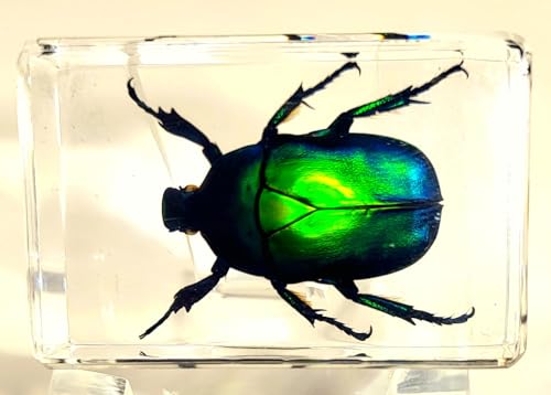 Image of 44mm Real Green Flower Chafer Beetle in Crystal Clear Lucite Resin Specimen Torynorrhina Flammea Preserved Insect Bug Taxidermy Crafts Collection for Biology Science Education & Desk Ornament Display