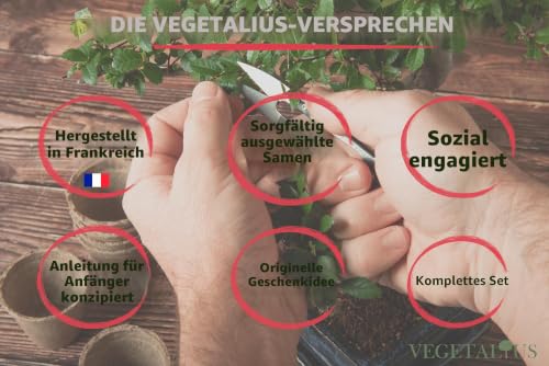 VEGETALIUS - Komplettset mit 6 Bonsai mit Samen & Zubehör – hergestellt in Frankreich – originelle Geschenkidee für Damen & Herren für Ihr Zuhause oder Ihren Garten. Ideal für Weihnachten oder Secret