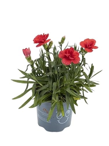 Clavel 10cm Planta con Flor de Color Mix Clavel Real Natural