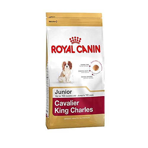 Royal Canin Cavalier King Charles Die 16 besten Produkte im Vergleich