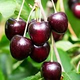 2 Sweet Cherry Trees Live Plants, 3-4 Feet Tall, Dark Black Cherry Fruit Tree for Home Orchard and Outdoor Planting, Bareroot Dormant
